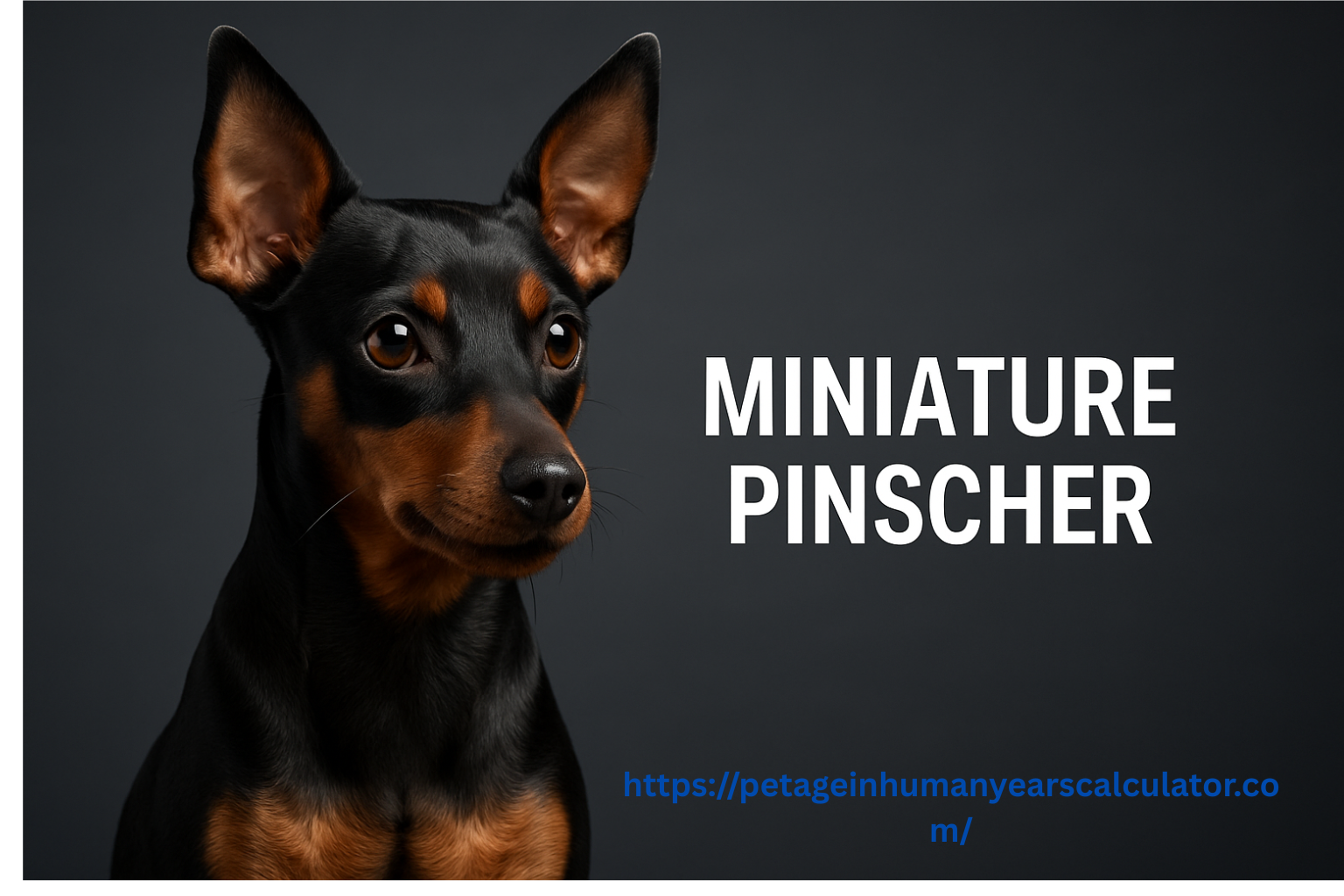 Miniature Pinscher Dog Breed – Health Concerns, Physical Characteristics and Personality