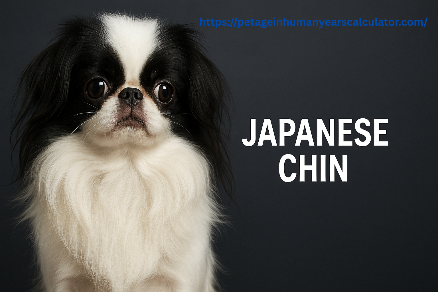Japanese Chin: The Little Dog with a Big Heart and Cat-Like Grace