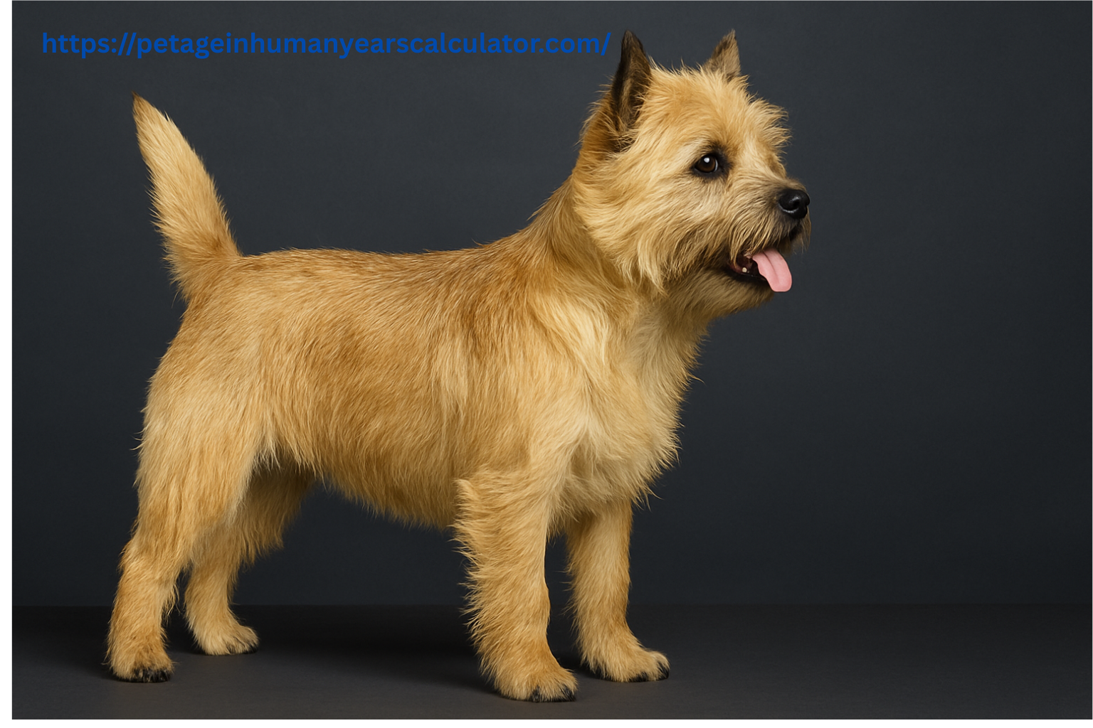 Cairn Terrier Dog Uncovered: Lifespan, Appearance    Energy Level & Exercise, Every Dog Lover Must Know
