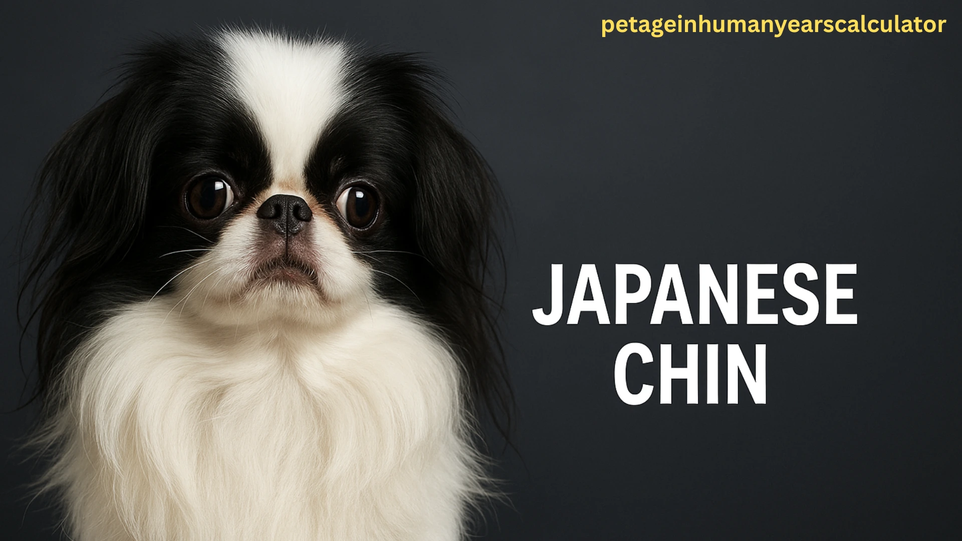 Japanese Chin: The Little Dog with a Big Heart and Cat-Like Grace
