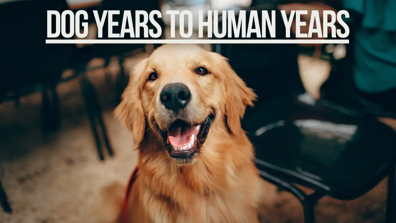 Illustration of a dog next to a dog years to human years chart showing accurate age conversion.