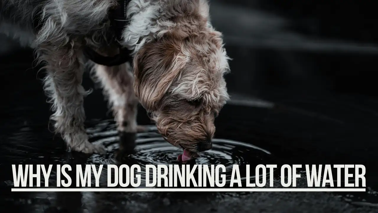 Dog drinking a lot of water from a bowl indoors, showing increased thirst.