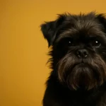 affenpinscher grooming brushing wiry coat at home