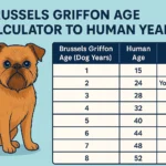 Brussels Griffon age chart showing dog years to human years, life stages, and lifespan guidance for a small Brussels Griffon dog