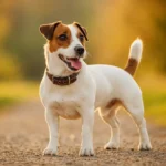 Jack Russell Terrier standing outdoors for a cost of ownership guide covering price, monthly expenses, and lifetime care costs