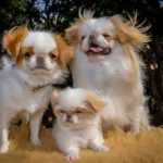 Japanese Chin dog showing small size, flat face, and silky coat, representing temperament and companion nature