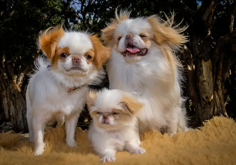 Japanese Chin dog sitting indoors, showing long silky black and white coat, flat face, and gentle expression
