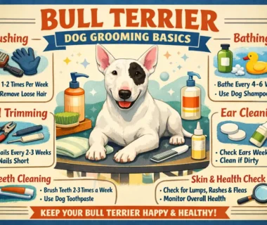 Adult Bull Terrier standing calmly while being brushed with a soft bristle brush