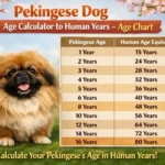 Pekingese age chart showing dog years to human years for each life stage