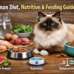 “Birman cat eating from a bowl of high-quality cat food”