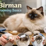 “Owner grooming a Birman cat’s long silky coat”