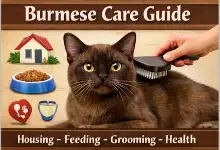 Alt text: Burmese cat care guide covering daily care, grooming, and indoor needs