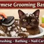 Alt text: Burmese cat grooming basics including coat care, brushing, and hygiene