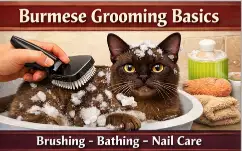 Alt text: Burmese cat grooming basics including coat care, brushing, and hygiene