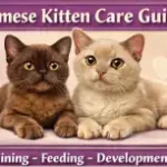 Alt text: Burmese kitten care guide showing early growth, feeding, and care needs