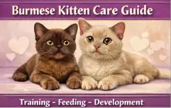 Alt text: Burmese kitten care guide showing early growth, feeding, and care needs