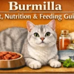 Burmilla cat diet and nutrition guide with healthy feeding recommendations