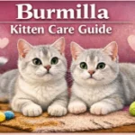 Burmilla kitten care guide showing early growth, feeding, and care needs
