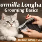 Burmilla Longhair cat cost of ownership including food, grooming, and vet expenses