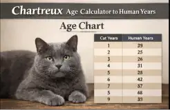 Chartreux cat age calculator chart converting cat years to human years