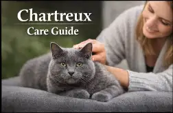 Chartreux cat care guide covering daily care, grooming, and indoor living needs