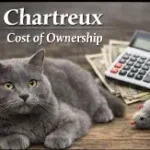 Chartreux cat cost of ownership including food, grooming, and veterinary expenses