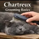 Chartreux cat grooming basics including brushing, coat care, and hygiene