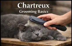 Chartreux cat grooming basics including brushing, coat care, and hygiene