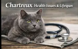Chartreux cat health issues and lifespan overview with wellness focus