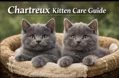 Chartreux kitten care guide showing early growth, feeding, and care needs