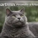 Chartreux cat personality and behavior traits shown in a calm home setting
