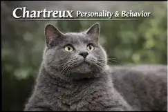 Chartreux cat personality and behavior traits shown in a calm home setting