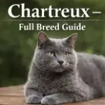 Chartreux cat full breed guide showing blue-gray coat, muscular body, and smiling face