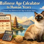 Balinese age calculator to human years showing a long-haired Balinese cat with a clear age chart comparison