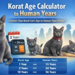 Korat age calculator to human years chart showing a gray Korat cat with age conversion table
